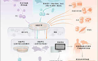 呼吸系统 技术 干细胞技术突破：呼吸系统疾病的革命性干预新希望